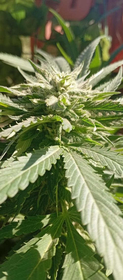 ChocotangieXCelestialGas. Week 16