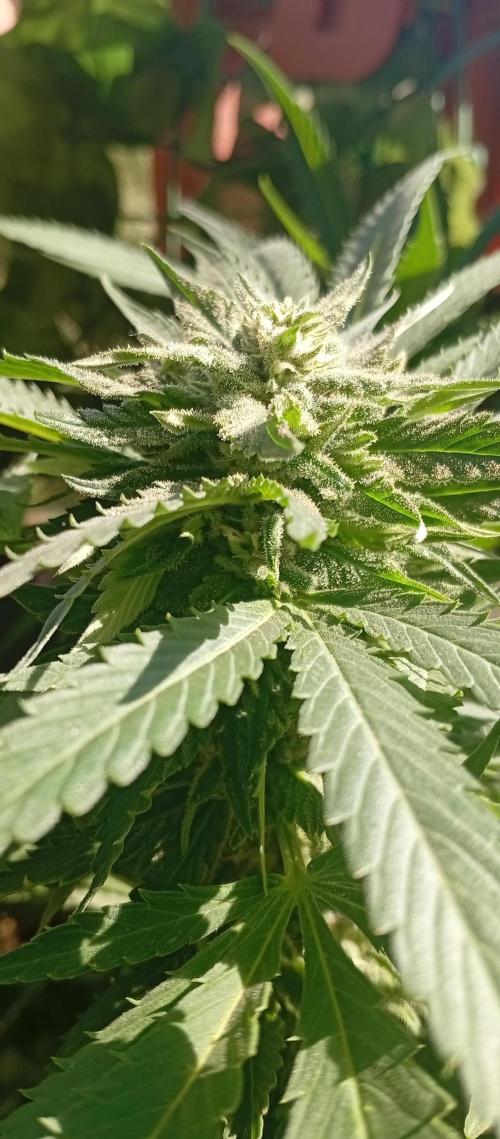 ChocotangieXCelestialGas. Week 16