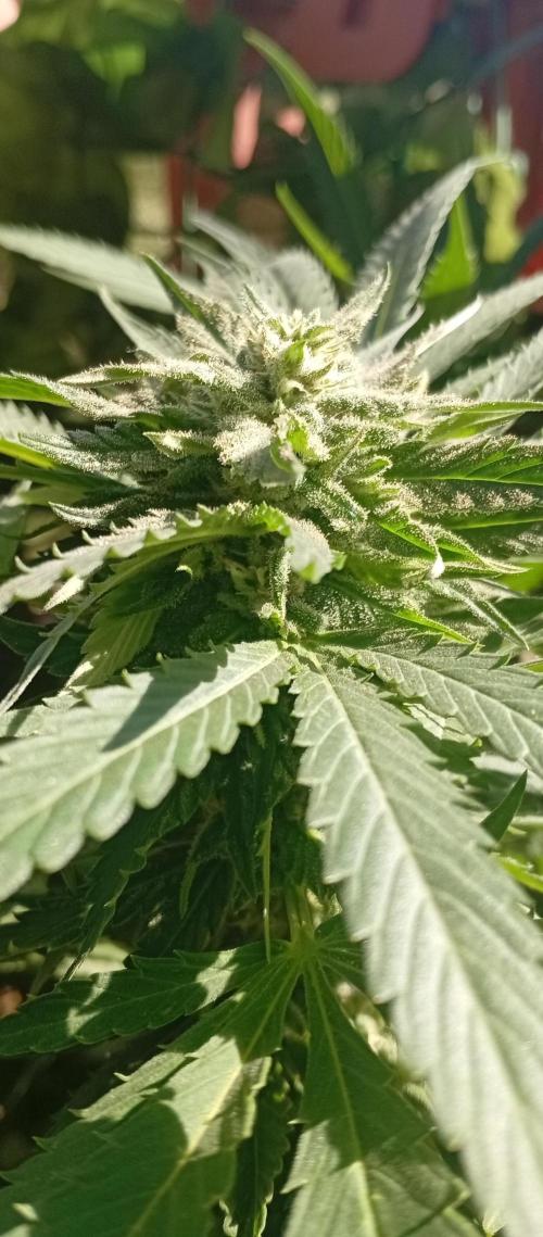 ChocotangieXCelestialGas. Week 16
