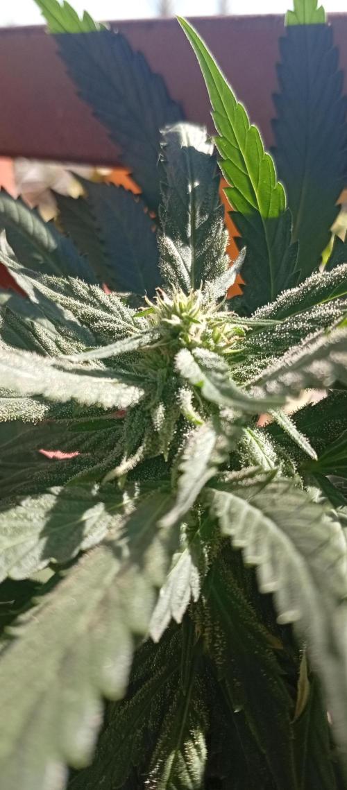 ChocotangieXCelestialGas. Week 16