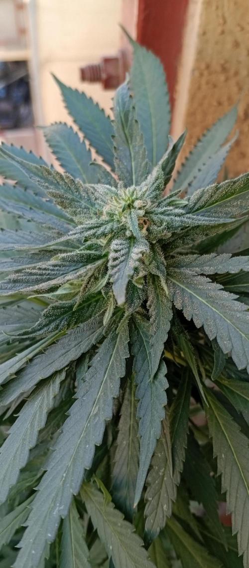 GMOxPakistanxMimosa. Week 17