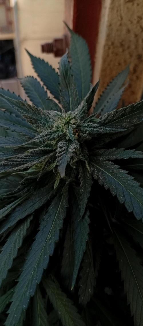 GMOxPakistanxMimosa. Week 17