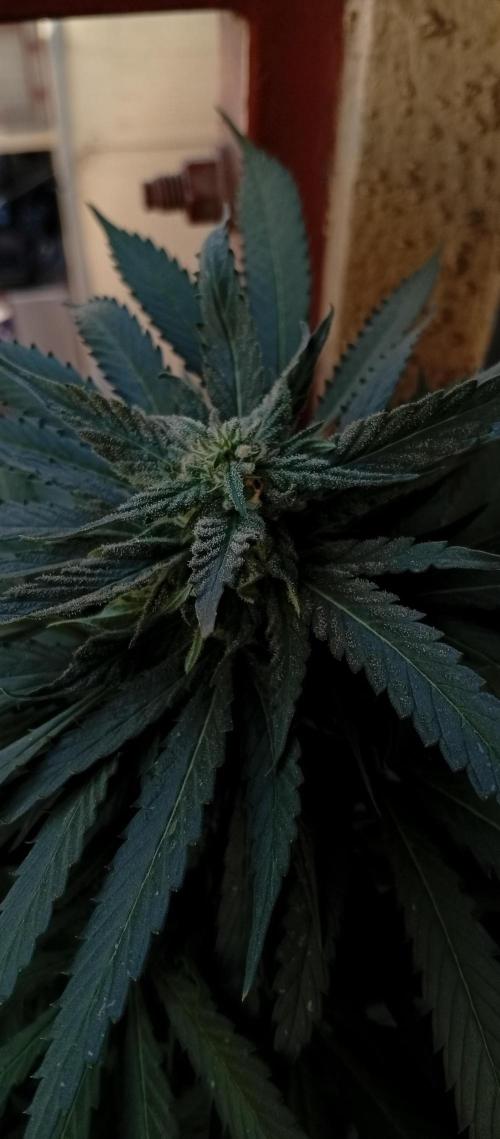 GMOxPakistanxMimosa. Week 17