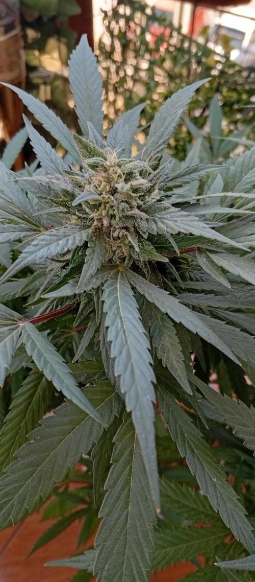 GMOxPakistanxMimosa. Week 17