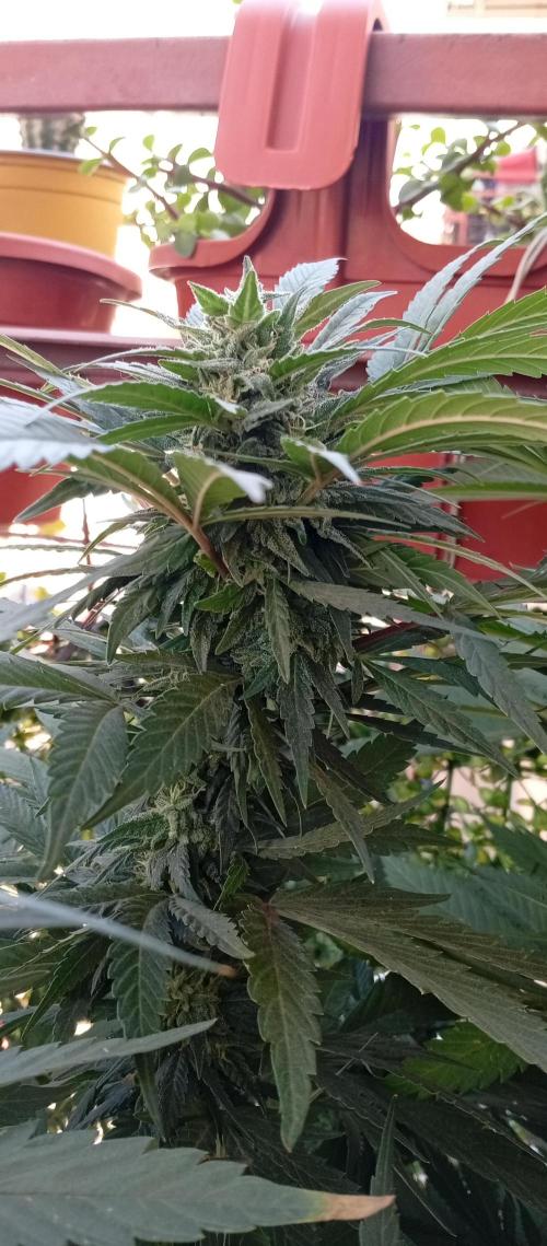 GMOxPakistanxMimosa. Week 17