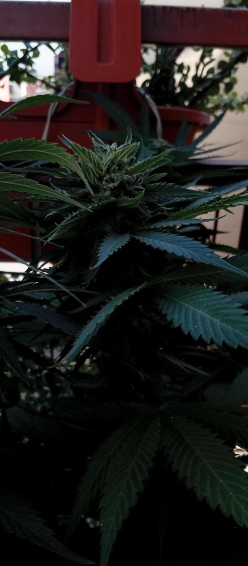 GMOxPakistanxMimosa. Week 17