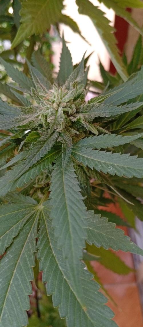 GMOxPakistanxMimosa. Week 17