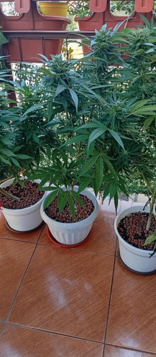 GMOxPakistanxMimosa. Week 17