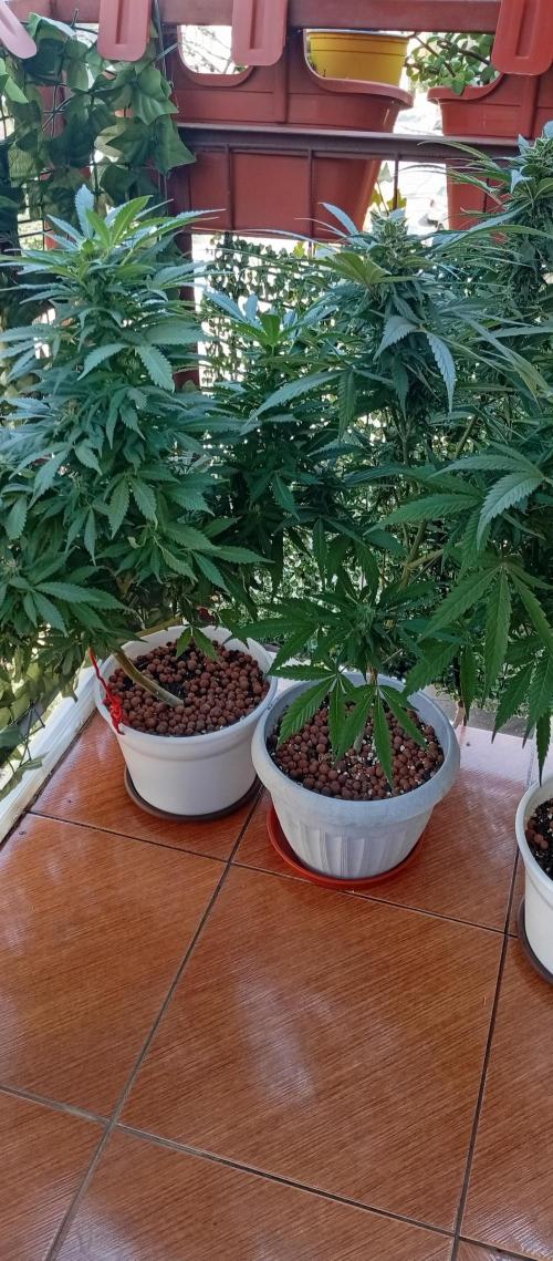 GMOxPakistanxMimosa. Week 17