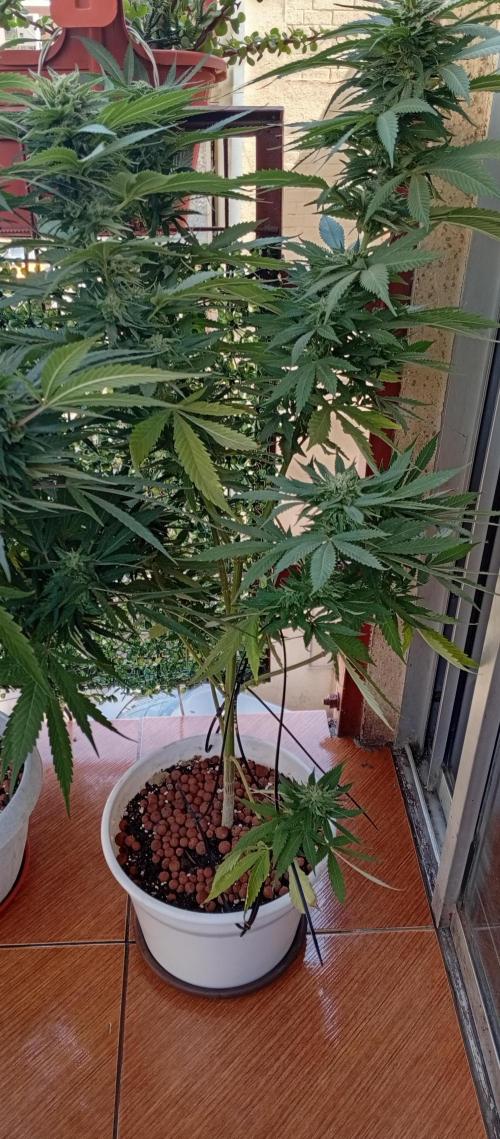 GMOxPakistanxMimosa. Week 17