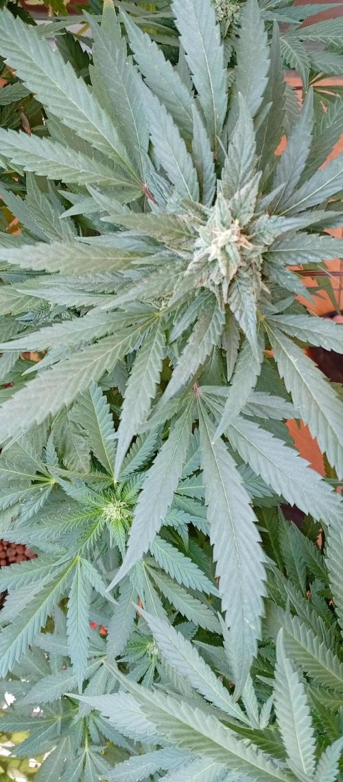 GMOxPakistanxMimosa. Week 17
