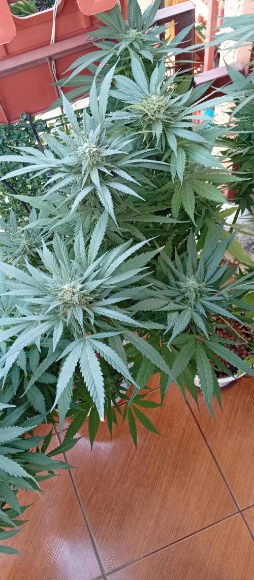 GMOxPakistanxMimosa. Week 17