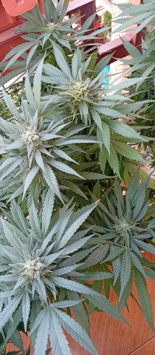 GMOxPakistanxMimosa. Week 17