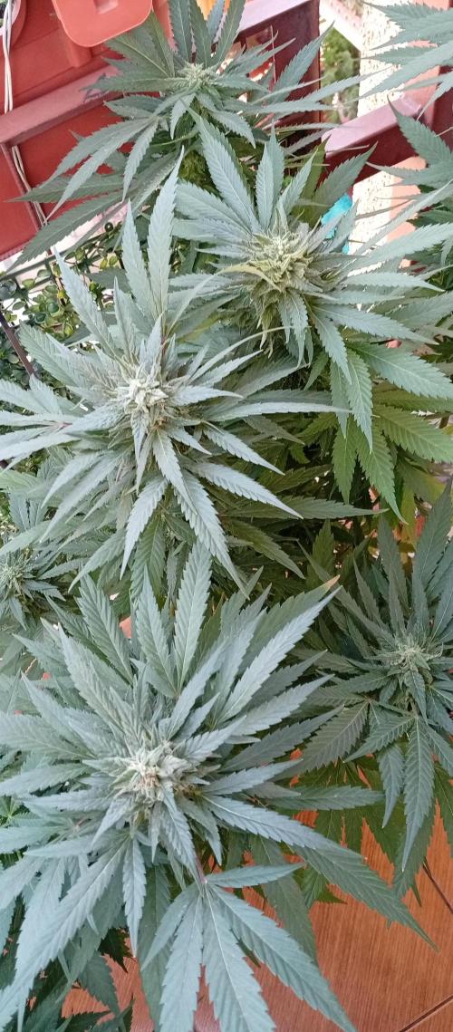GMOxPakistanxMimosa. Week 17