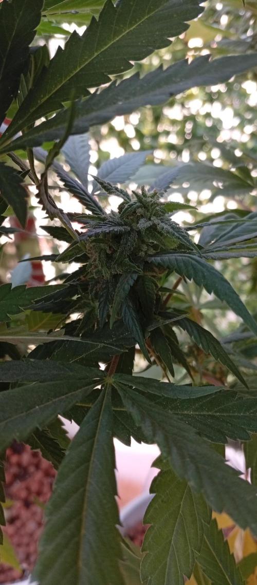 GMOxPakistanxMimosa. Week 17