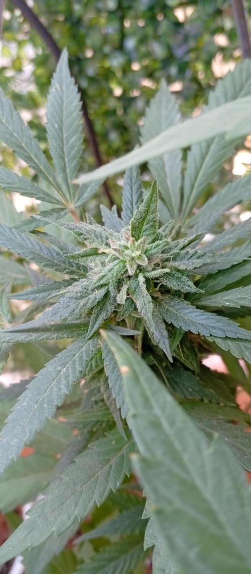 GMOxPakistanxMimosa. Week 17