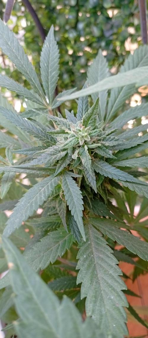 GMOxPakistanxMimosa. Week 17