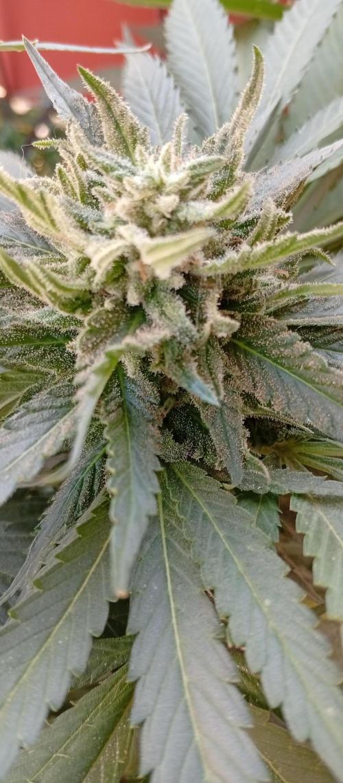 GMOxPakistanxMimosa. Week 17