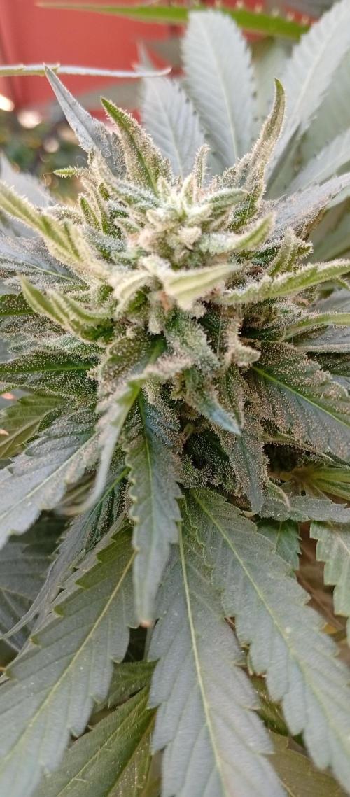 GMOxPakistanxMimosa. Week 17