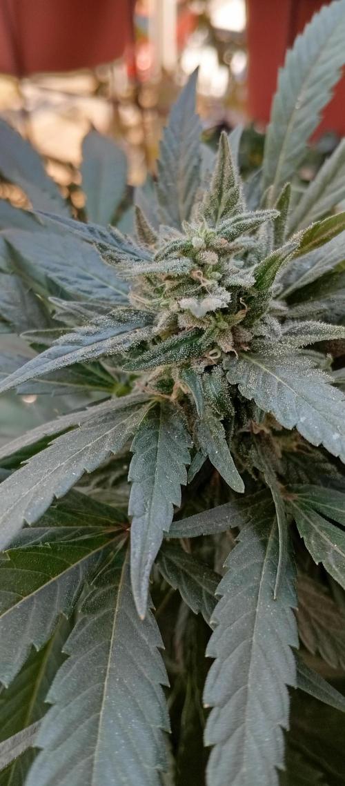 GMOxPakistanxMimosa. Week 17