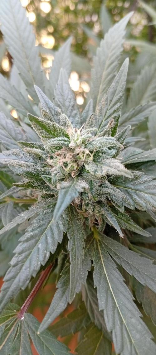 GMOxPakistanxMimosa. Week 17