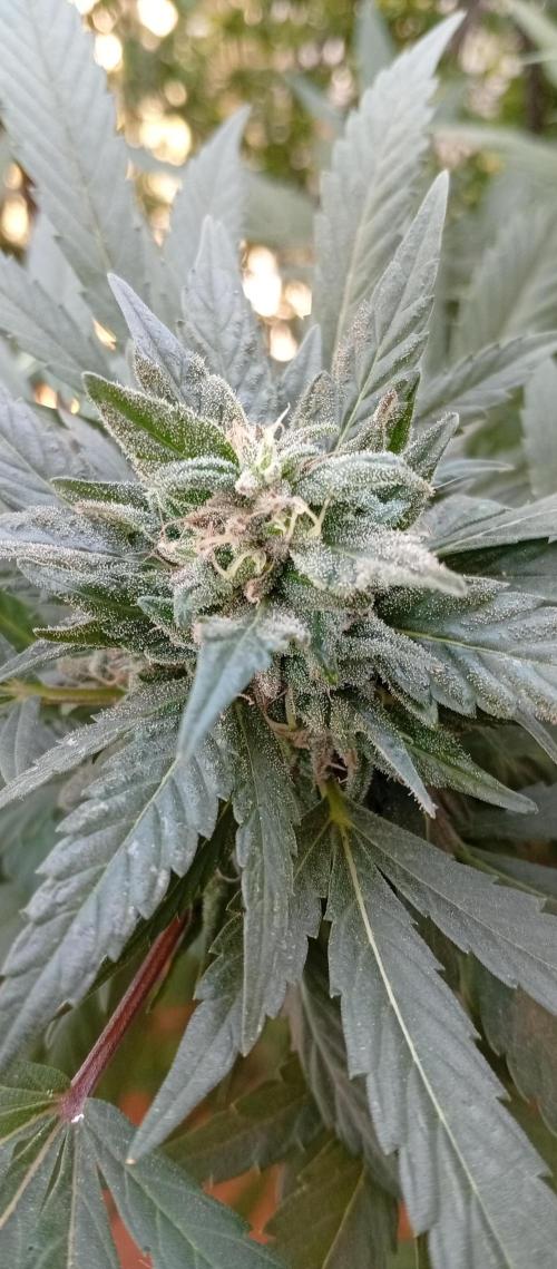 GMOxPakistanxMimosa. Week 17