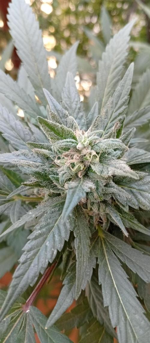 GMOxPakistanxMimosa. Week 17