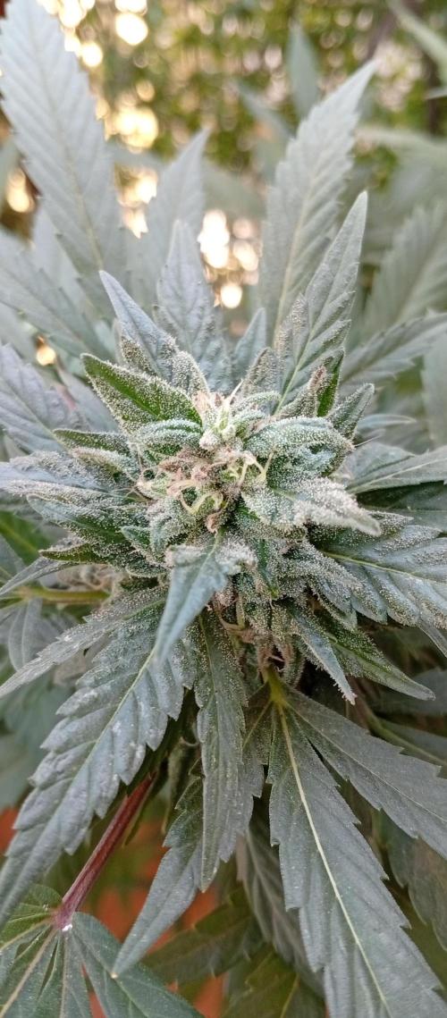 GMOxPakistanxMimosa. Week 17