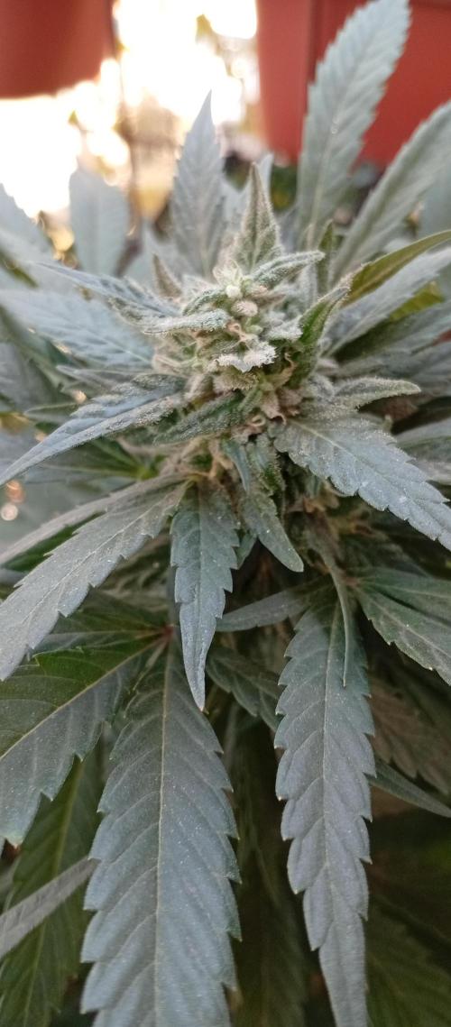 ChocotangieXCelestialGas. Week 17