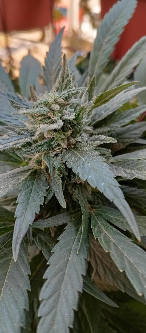 ChocotangieXCelestialGas. Week 17