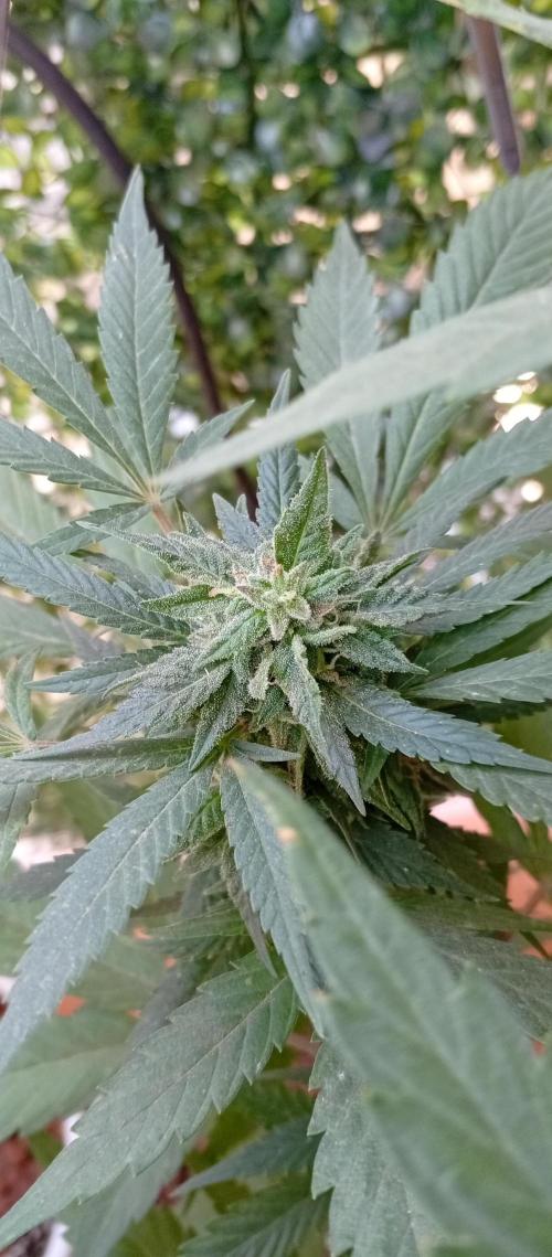 ChocotangieXCelestialGas. Week 17