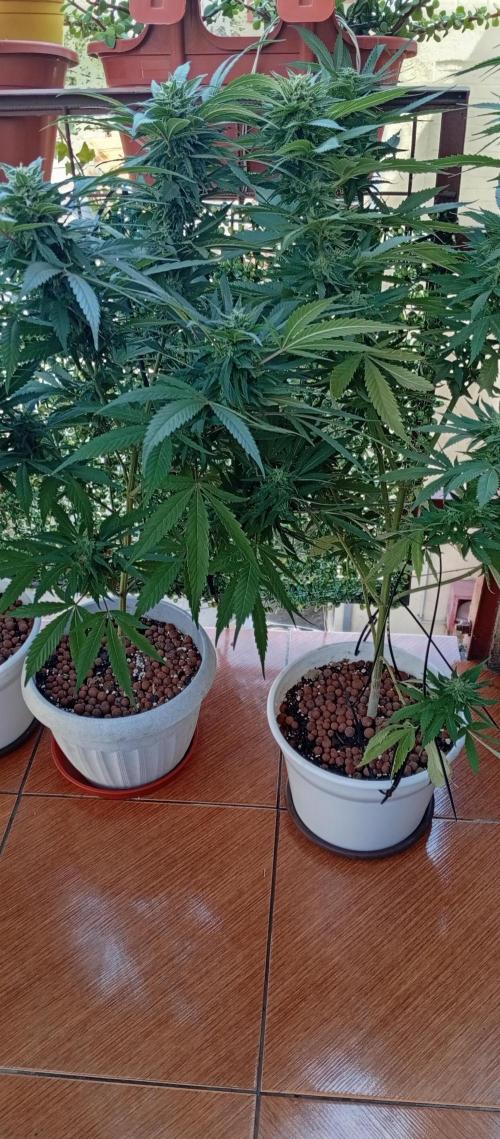 ChocotangieXCelestialGas. Week 17