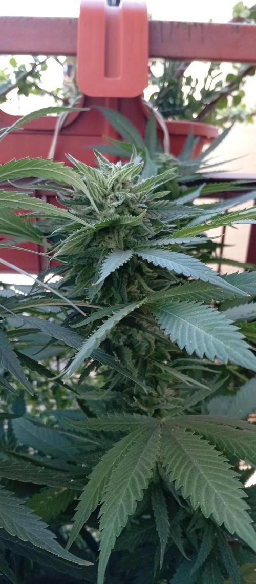 ChocotangieXCelestialGas. Week 17