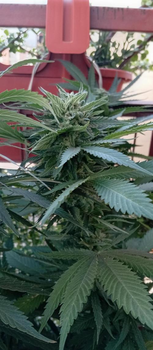 ChocotangieXCelestialGas. Week 17