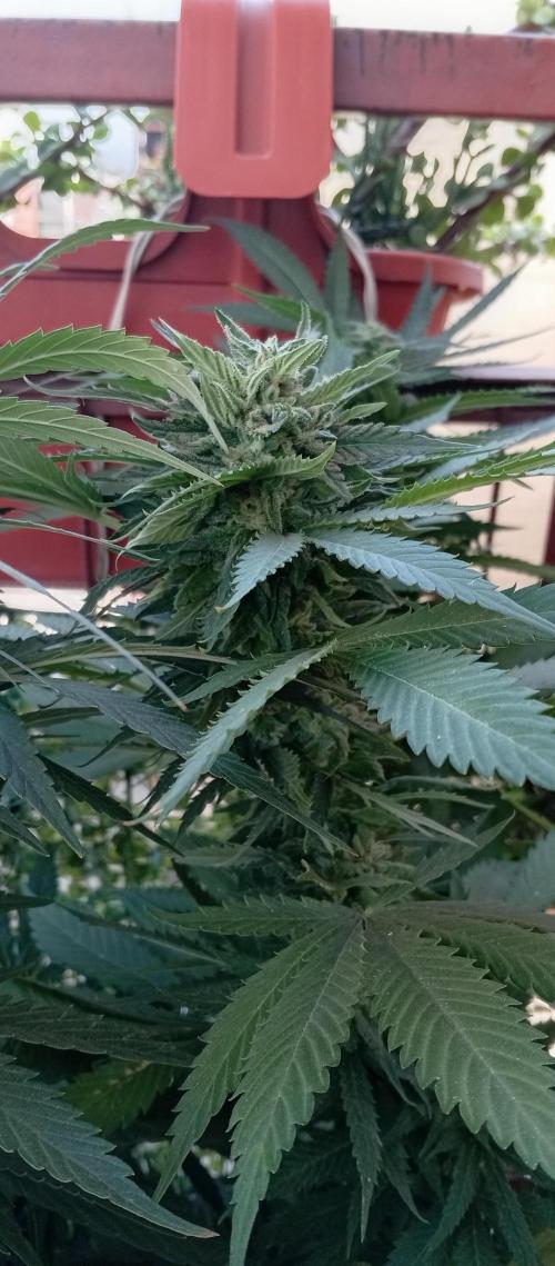 ChocotangieXCelestialGas. Week 17