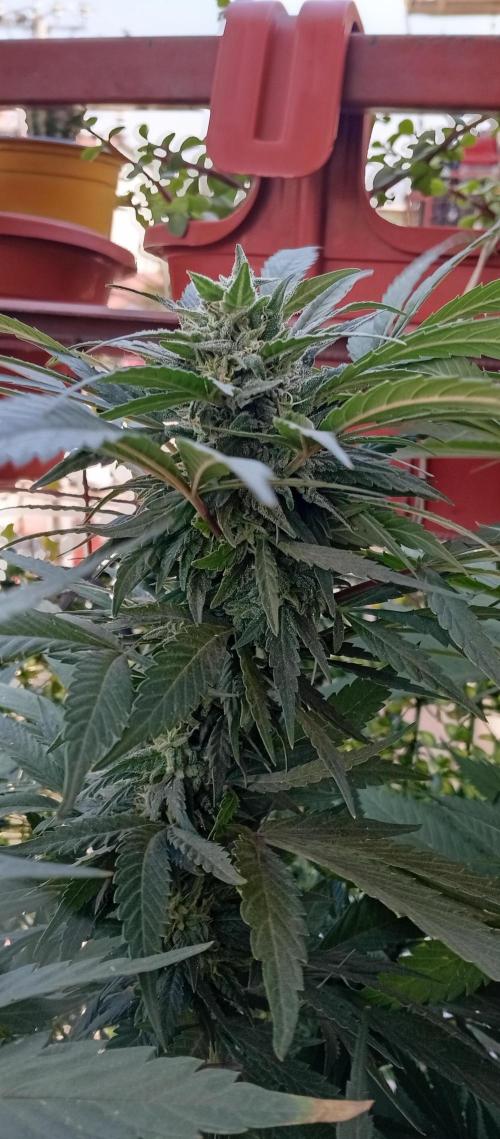ChocotangieXCelestialGas. Week 17