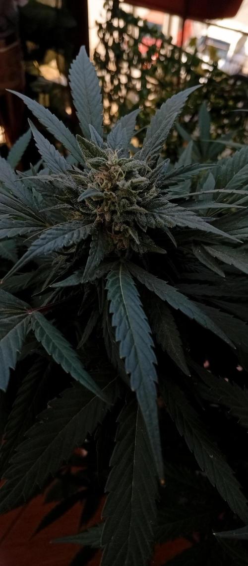 ChocotangieXCelestialGas. Week 17