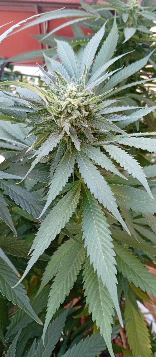 ChocotangieXCelestialGas. Week 17