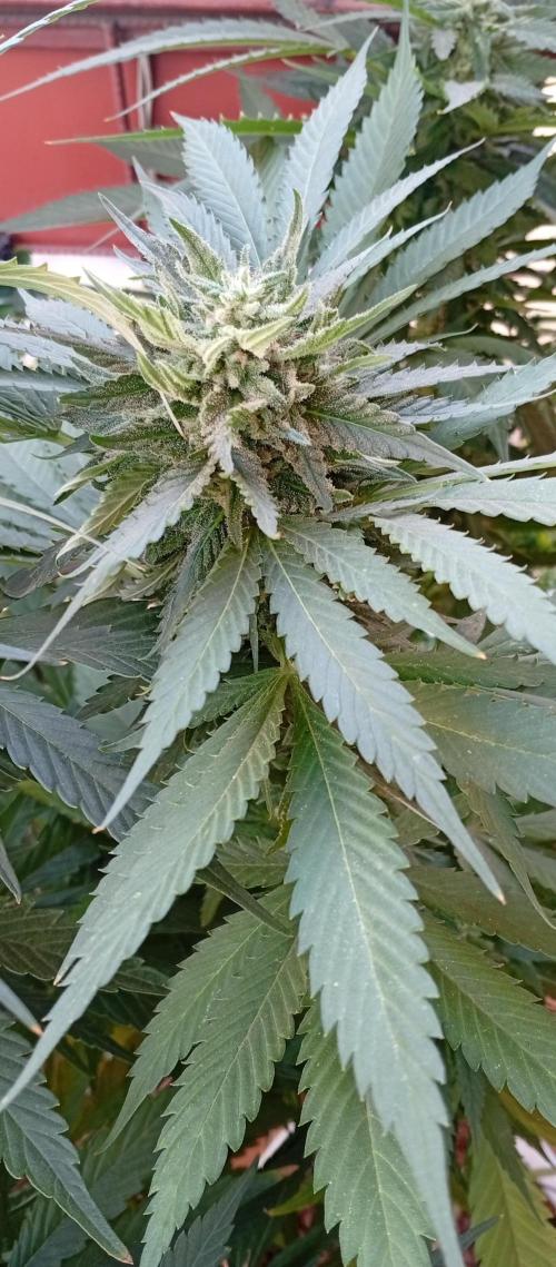 ChocotangieXCelestialGas. Week 17