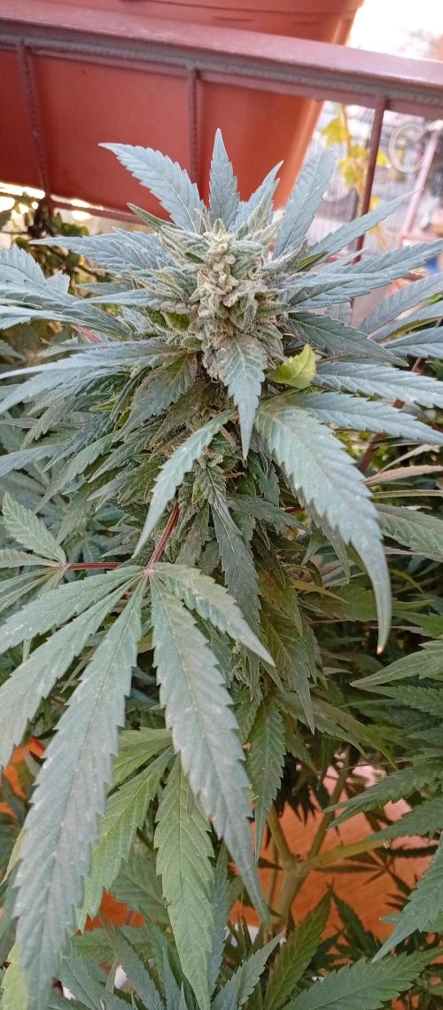 GMOxPakistanxMimosa. Week 18