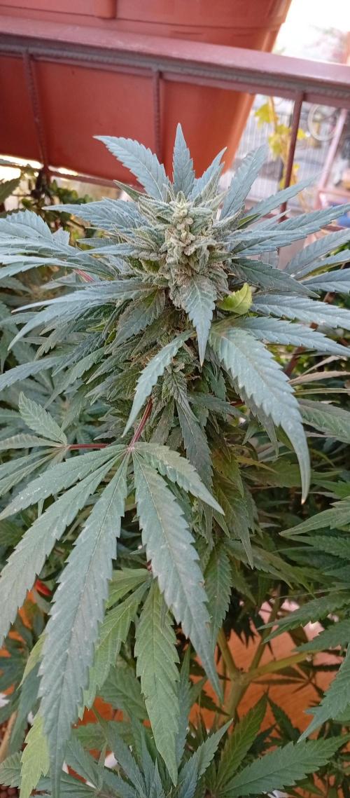 GMOxPakistanxMimosa. Week 18