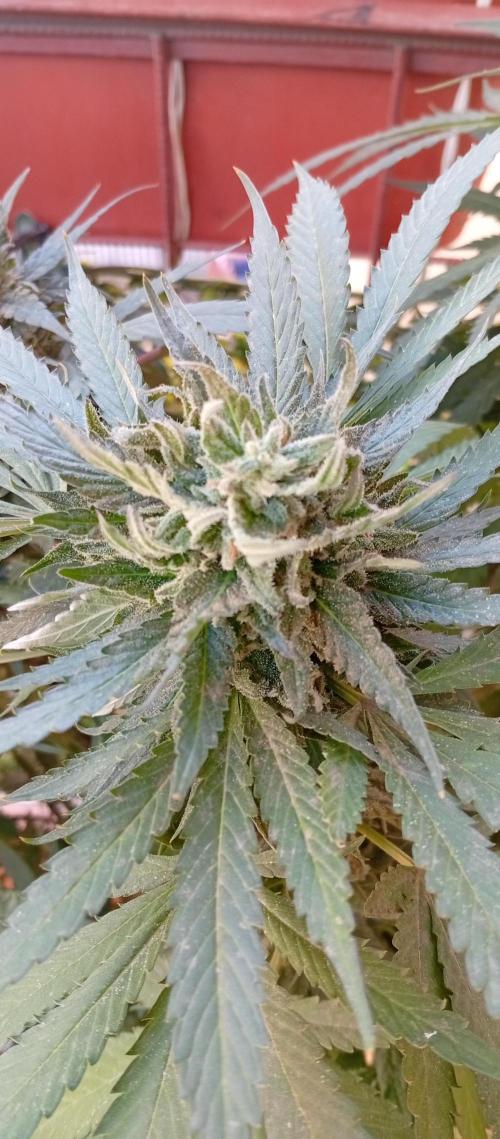 GMOxPakistanxMimosa. Week 18