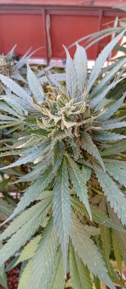 GMOxPakistanxMimosa. Week 18