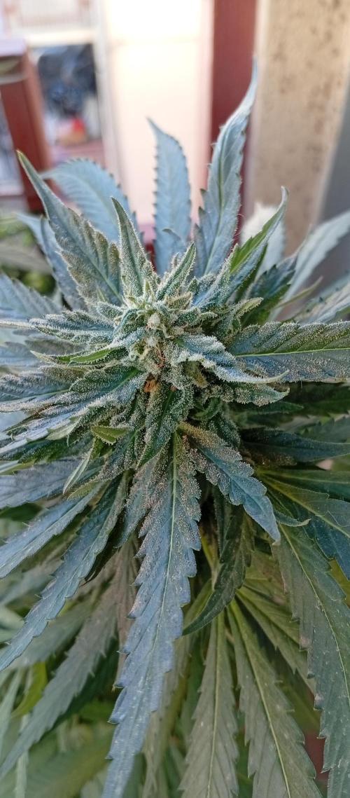 GMOxPakistanxMimosa. Week 18