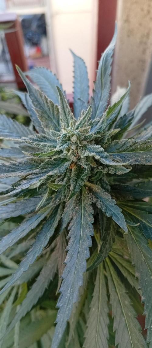 GMOxPakistanxMimosa. Week 18