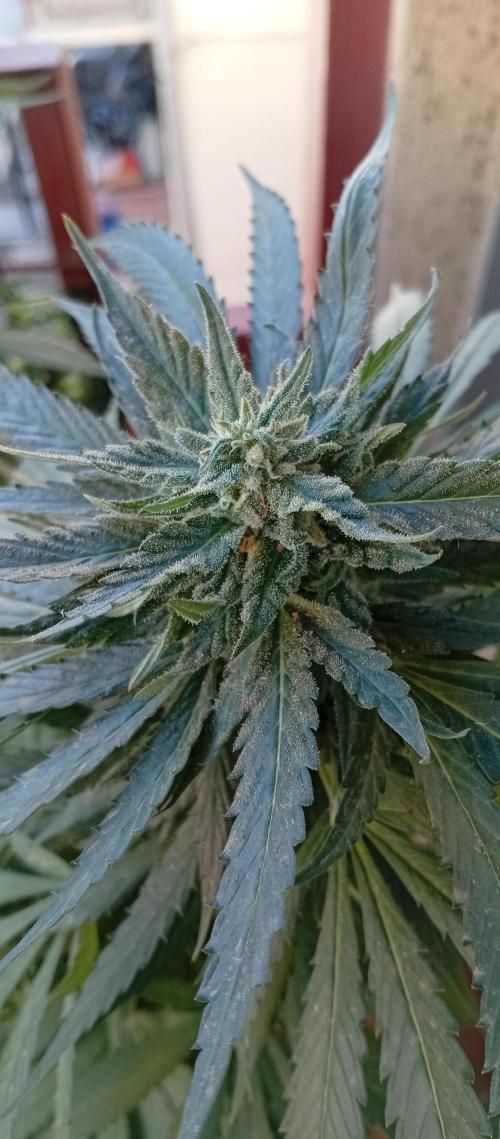 GMOxPakistanxMimosa. Week 18