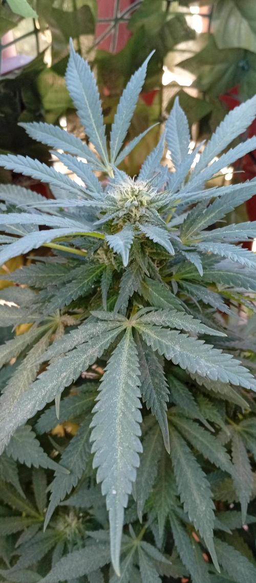 GMOxPakistanxMimosa. Week 18