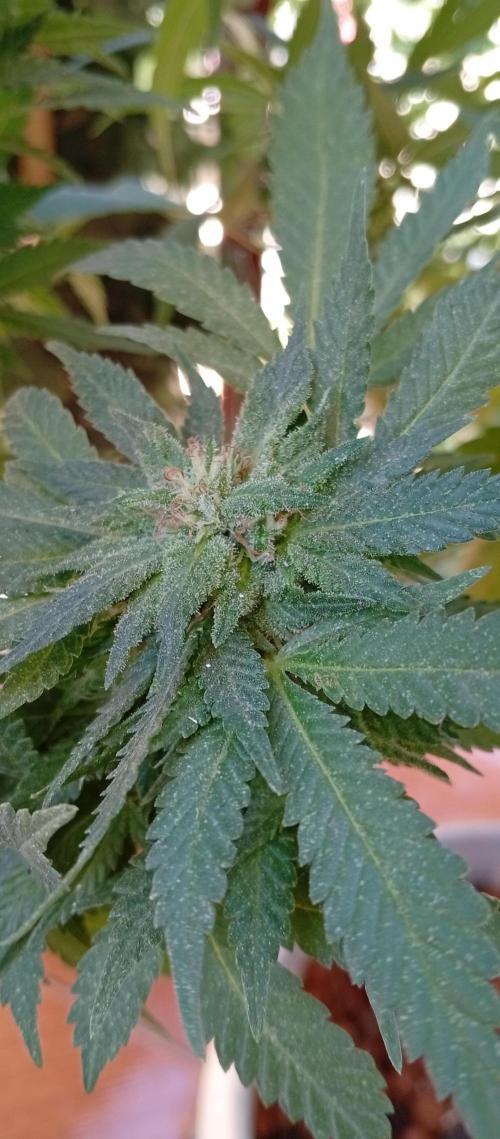 GMOxPakistanxMimosa. Week 18