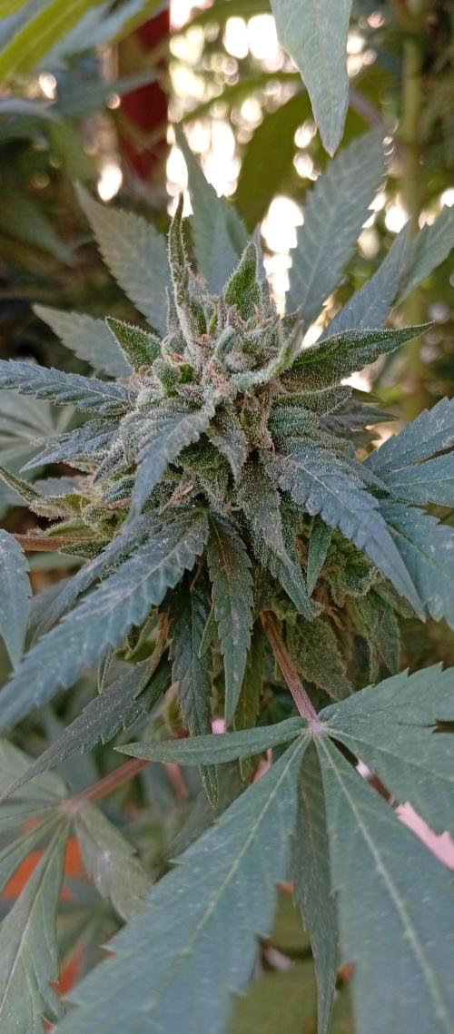 GMOxPakistanxMimosa. Week 18