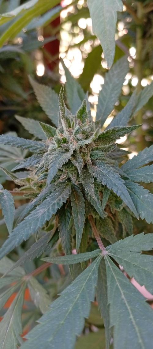 GMOxPakistanxMimosa. Week 18